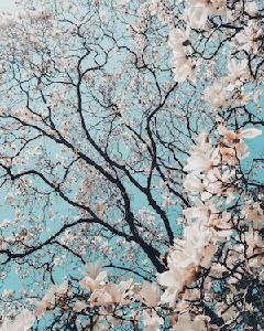ILM_blossoms